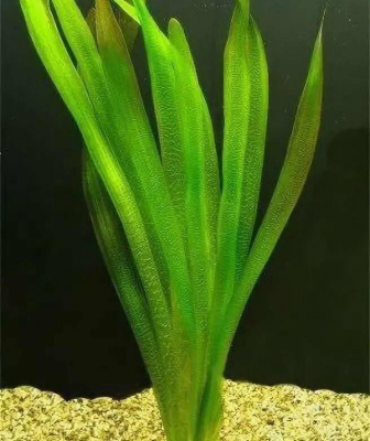 Валлиснерия Гигантская S, с грузом